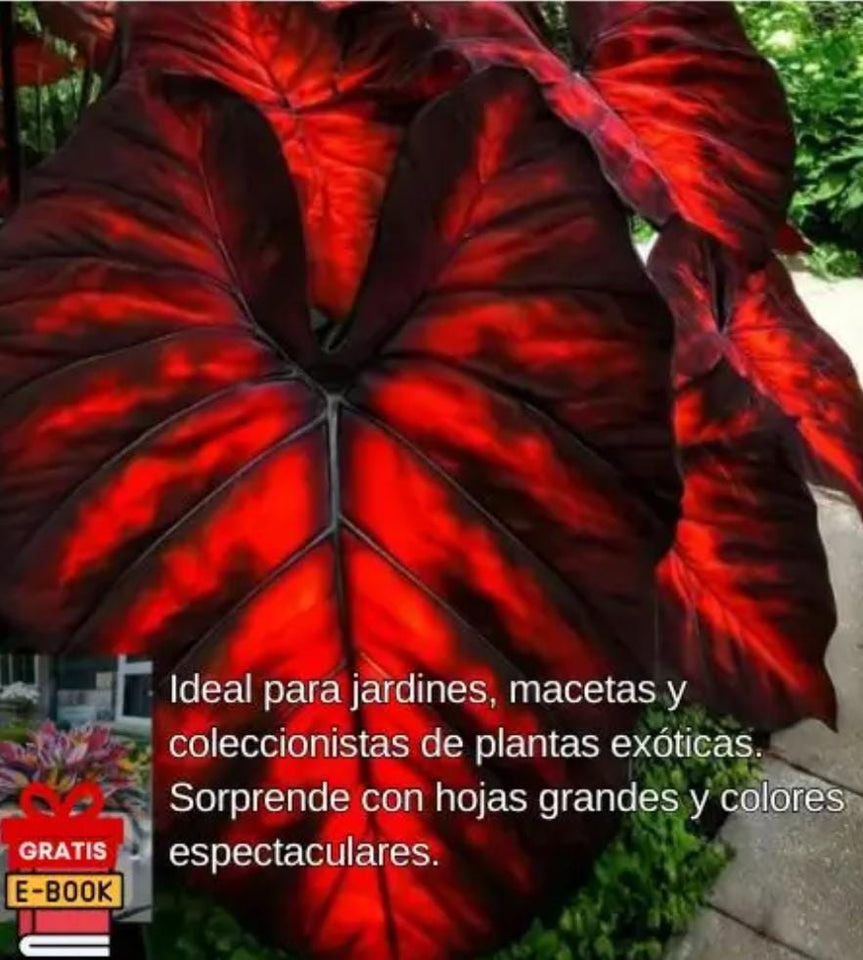 🌿Semillas de Hosta raras para jardines exuberantes💖 OFERTA