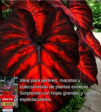 🌿Semillas de Hosta raras para jardines exuberantes💖 OFERTA