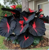 🌿Semillas de Hosta raras para jardines exuberantes💖 OFERTA