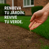 🌱 Semillas de césped enano perenne🌱 ultimas unidades🔥| Crea tu césped perfecto aquí 🌼