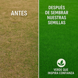 🌱 Semillas de césped enano perenne🌱 ultimas unidades🔥| Crea tu césped perfecto aquí 🌼