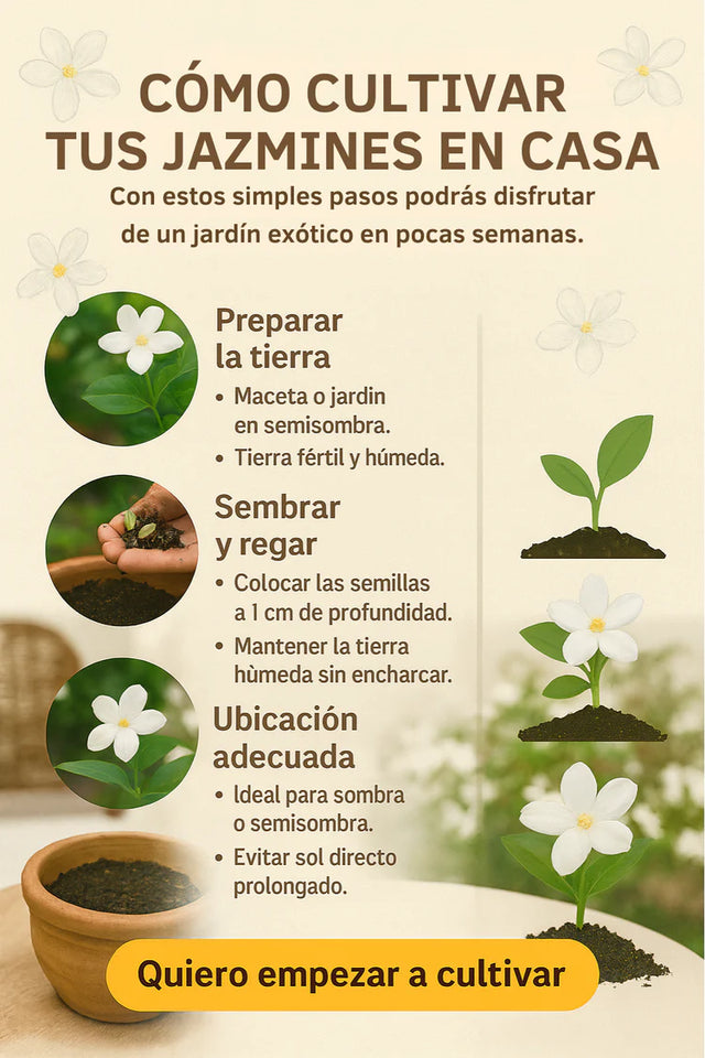 ULTIMO DIA DE PROMOCION 50% DE DESCUENTO SEMILLA DE JAZMÌN EL PERFUME DE DIOS