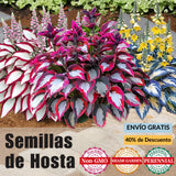 🌿Semillas de Hosta raras para jardines exuberantes💖 OFERTA
