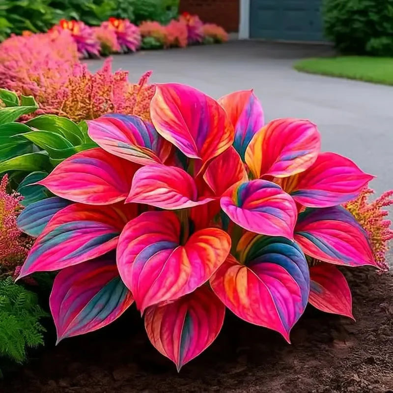 🌿Semillas de Hosta raras para jardines exuberantes💖 OFERTA