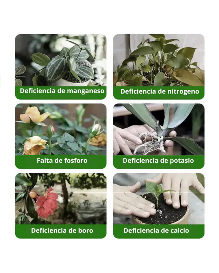 🍁Flower & Root Booster🪻 - 2 X1 Raíces Fuertes y Flores Exuberantes en Días – ¡El Secreto de las Plantas Saludables!